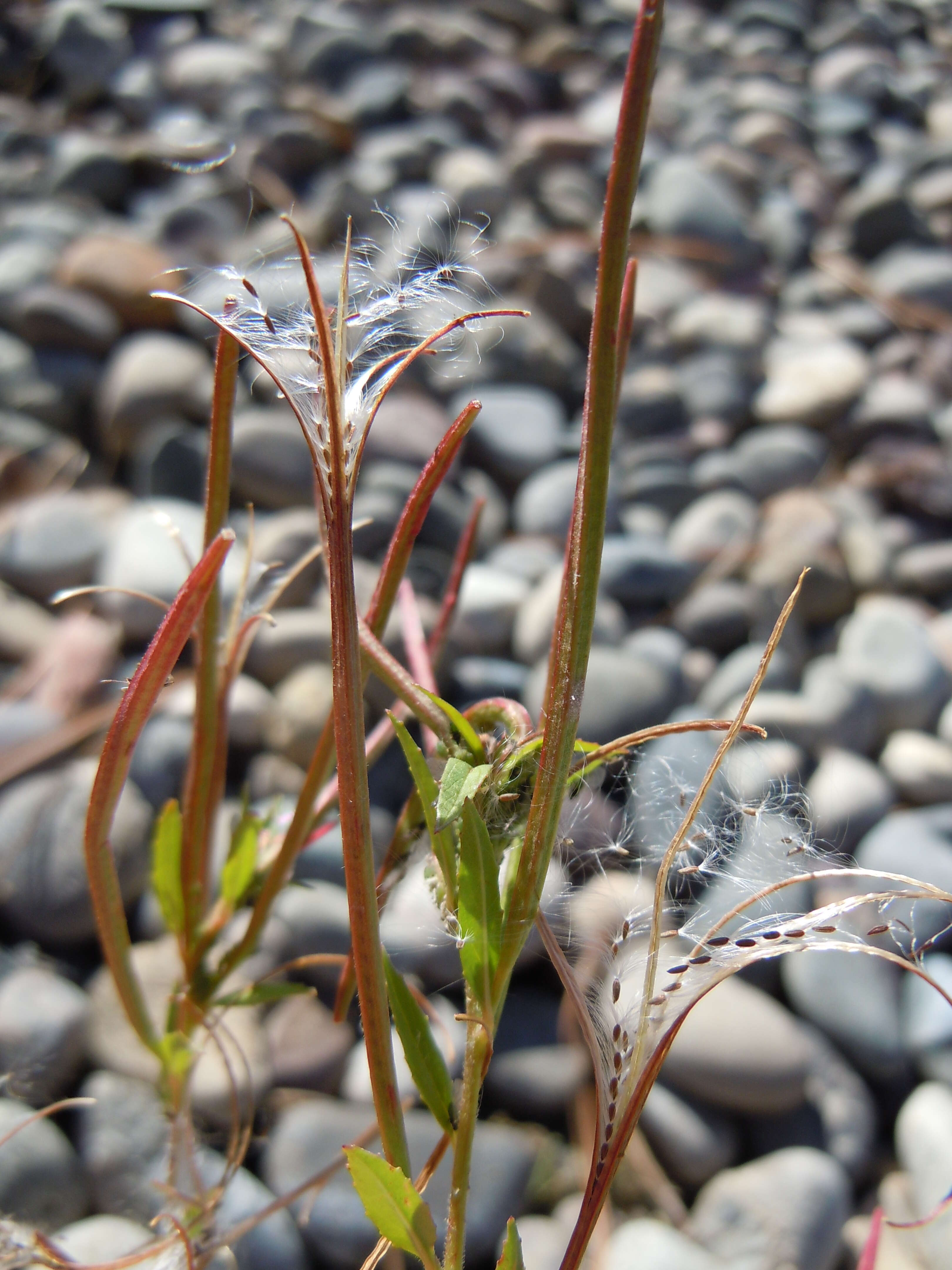 Image of american willowherb