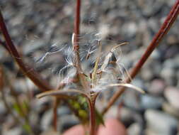 Image of american willowherb