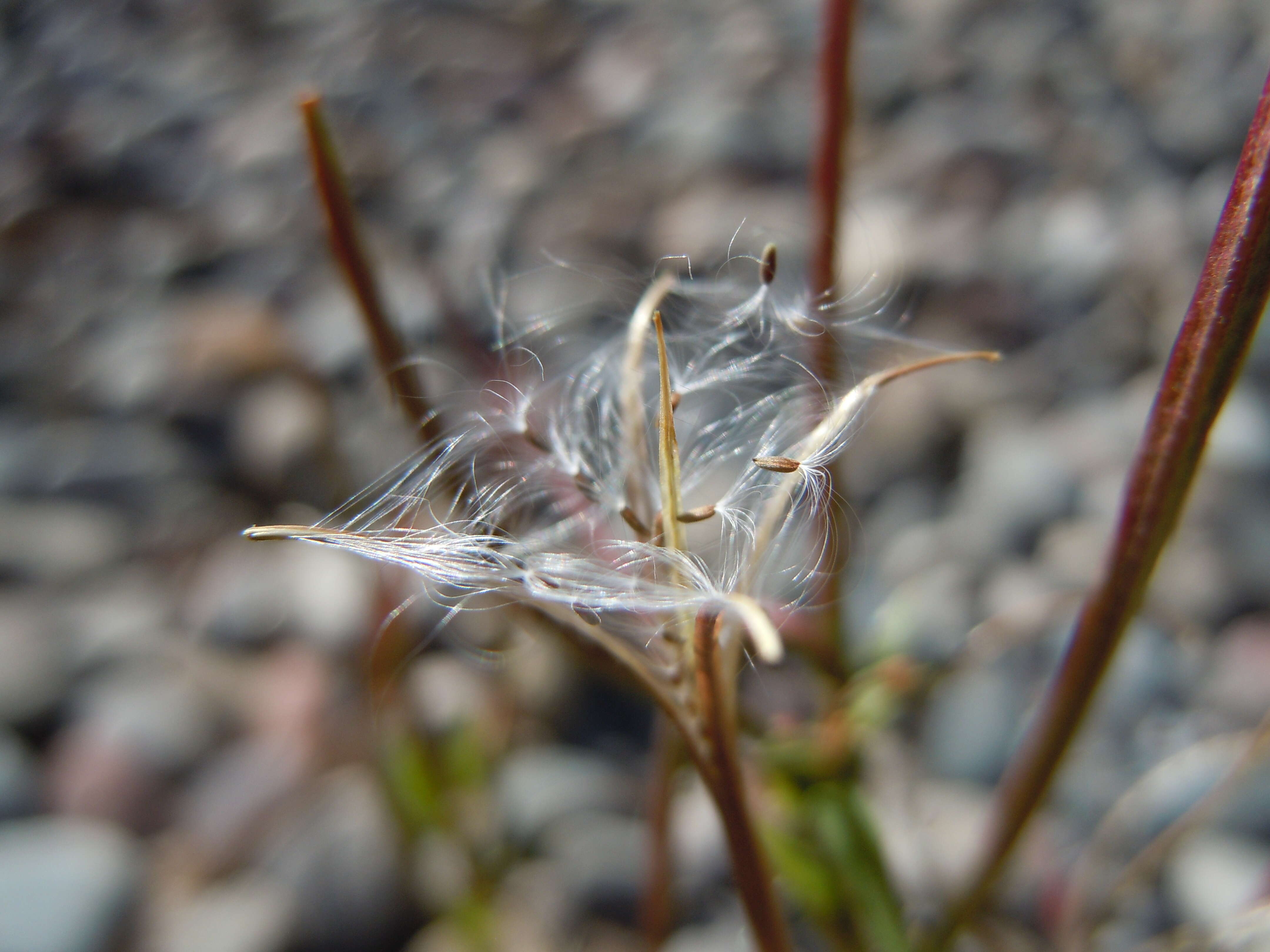 Image of american willowherb