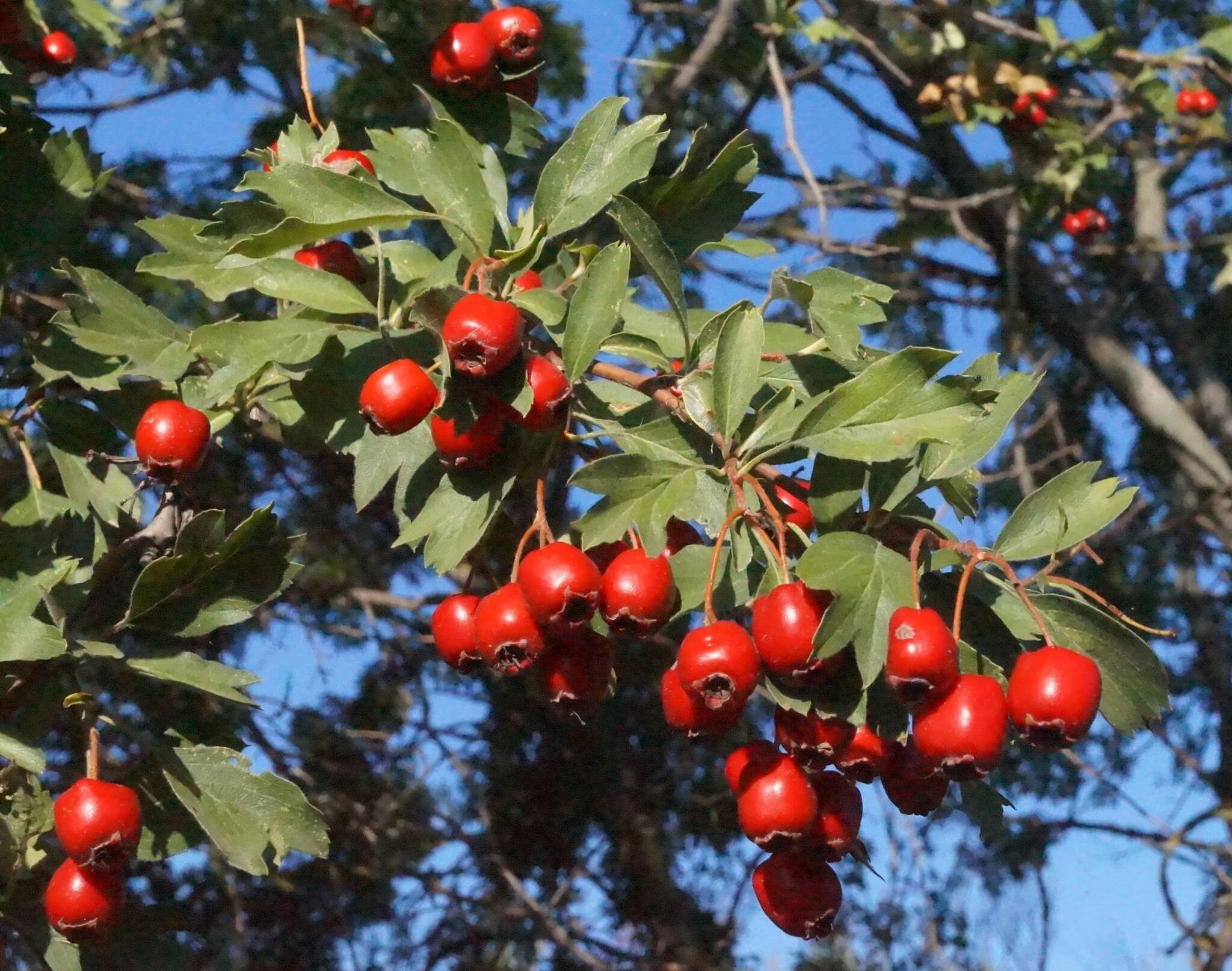 Image de Crataegus meyeri Pojark.