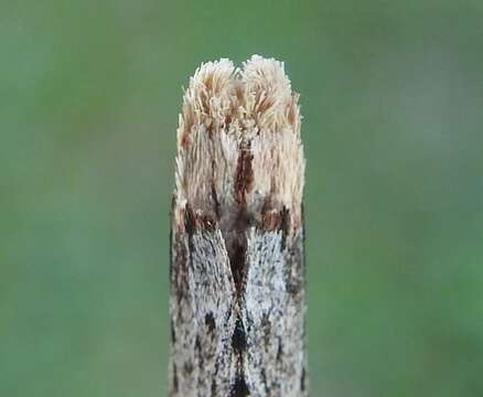 Image of Morning-glory Prominent