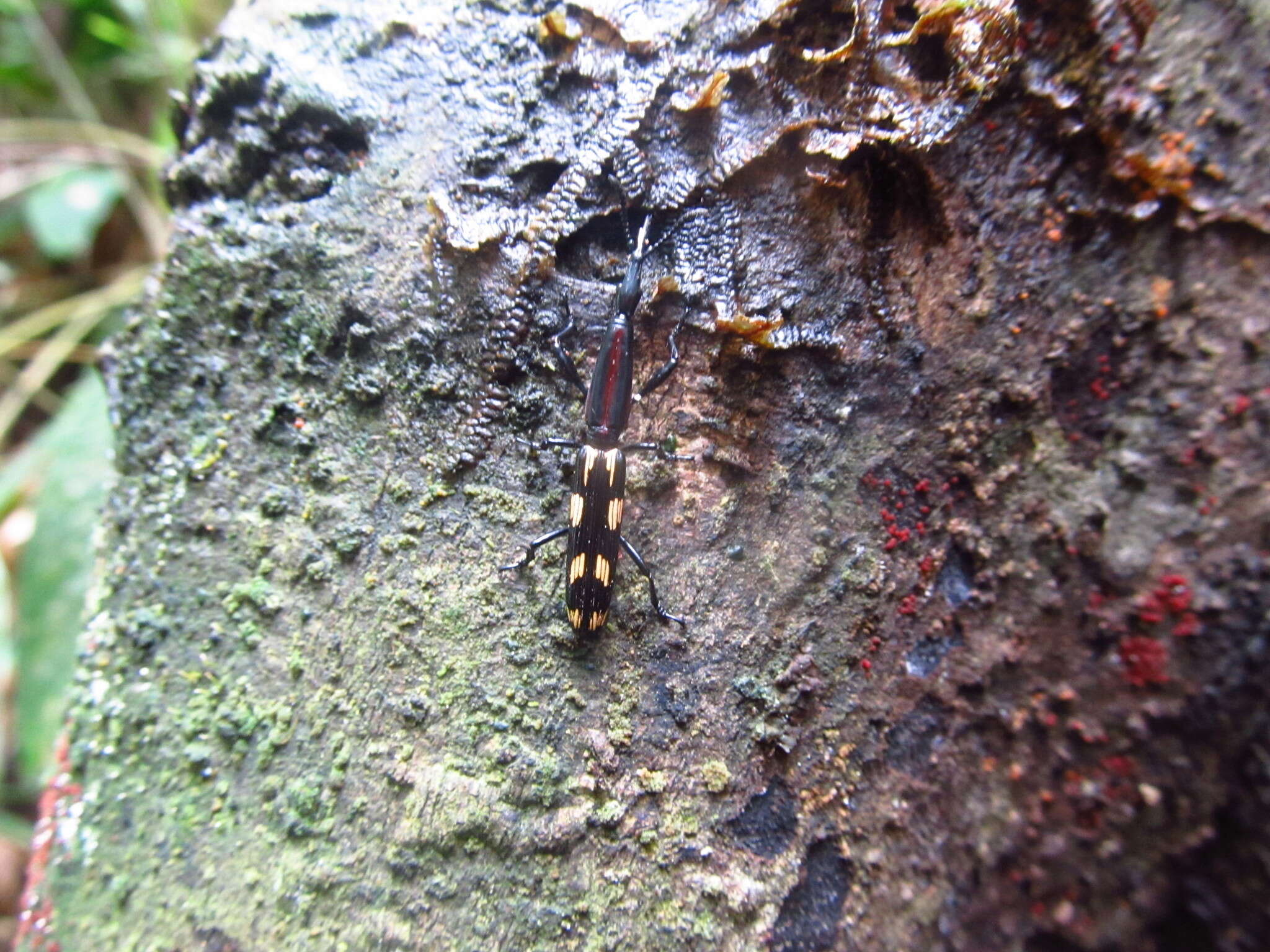 Image of Brentus maculipennis Senna 1897