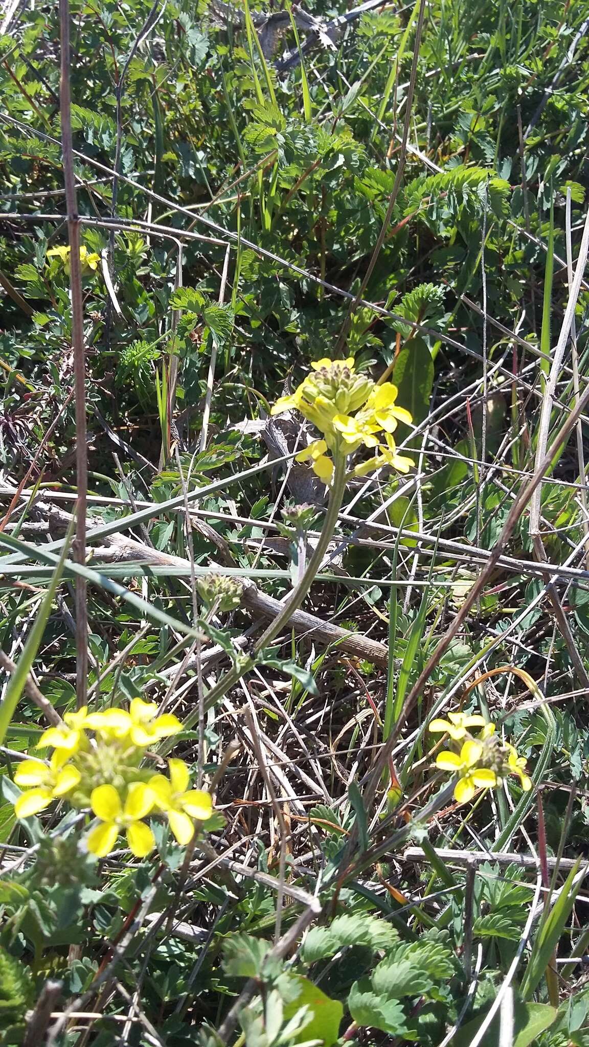 Слика од Erysimum cuspidatum (M. Bieb.) DC.