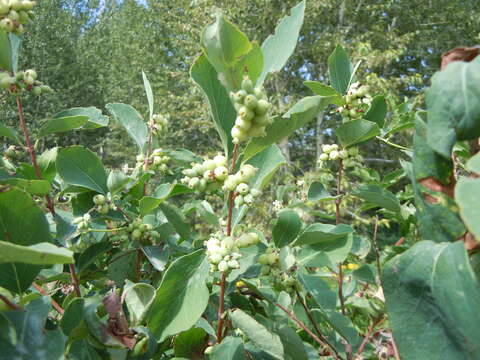 Image of common snowberry