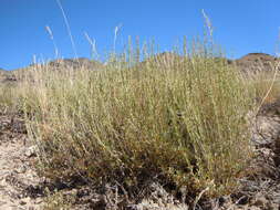 Image of black sagebrush