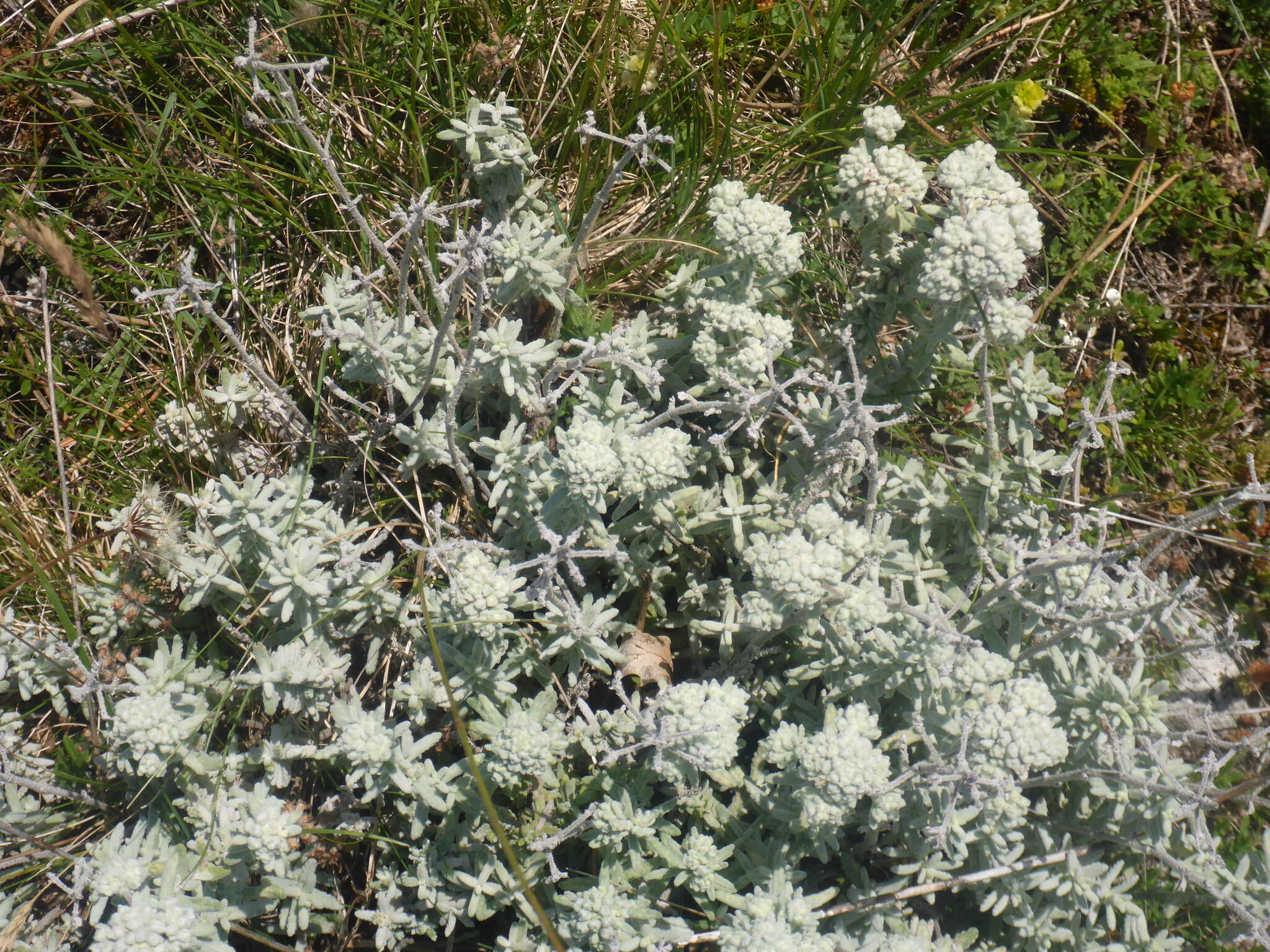 Sivun Teucrium capitatum subsp. capitatum kuva