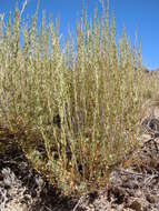 Image of black sagebrush