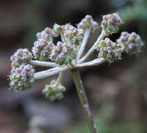 Image of Swamp Whiteheads