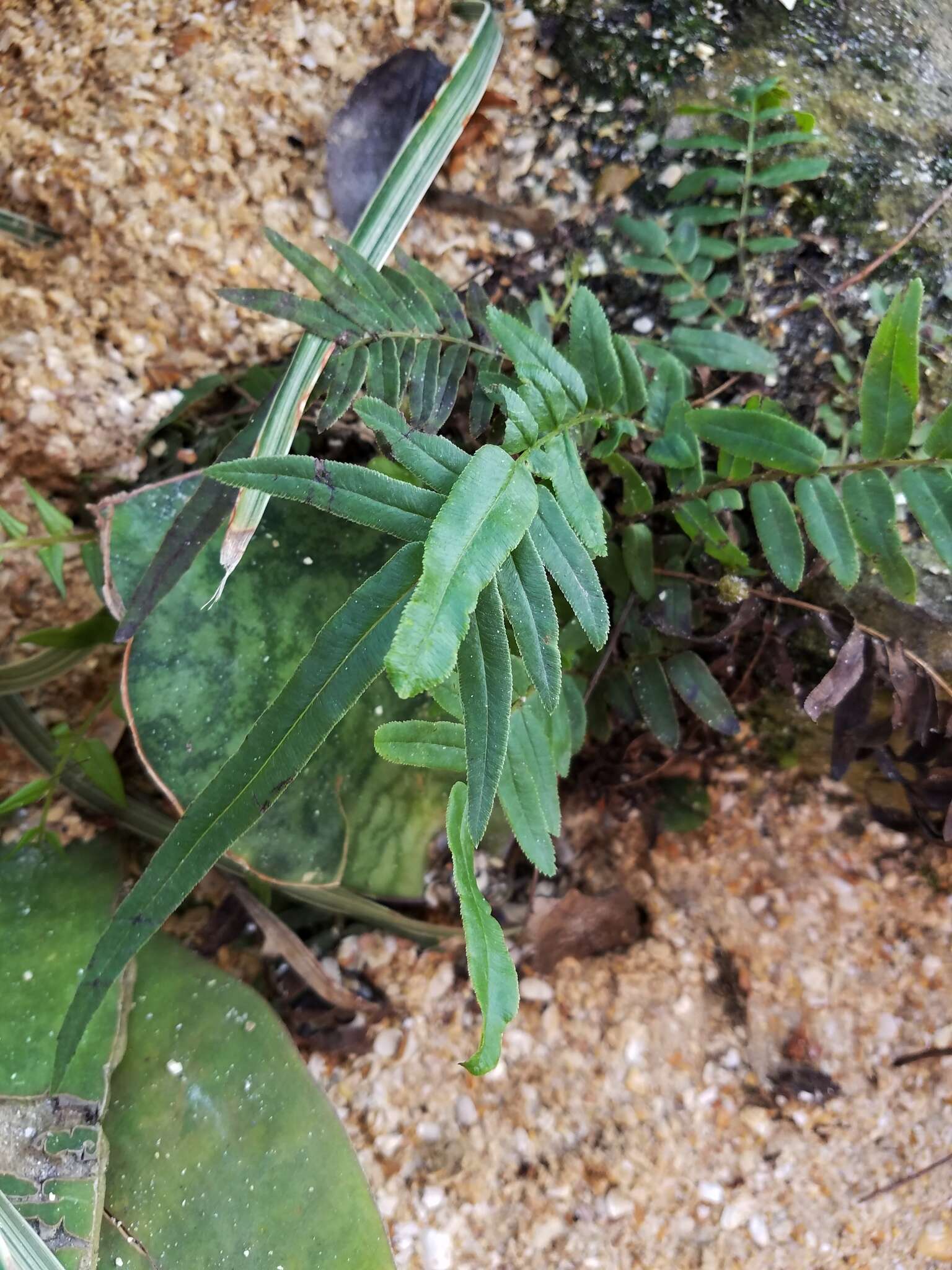 Imagem de Pteris vittata L.