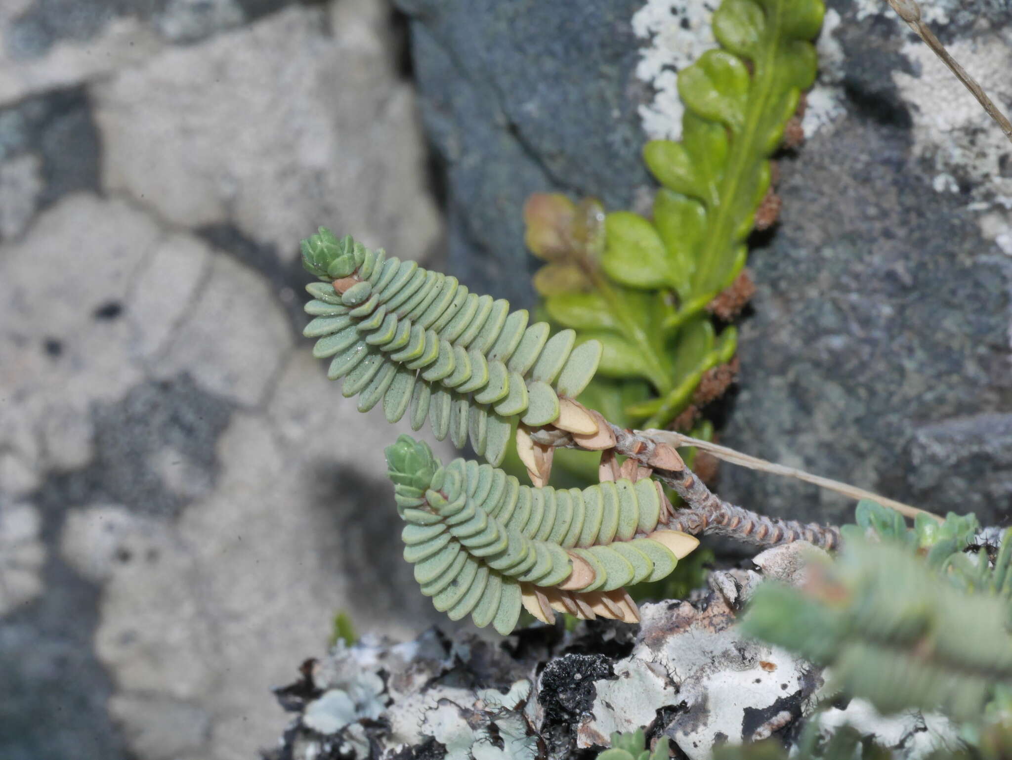 Image of Pimelea prostrata subsp. seismica C. J. Burrows