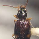 Bembidion (Trepanedoris) frontale (Le Conte 1847)的圖片