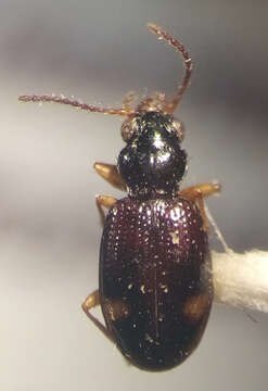 Bembidion (Trepanedoris) frontale (Le Conte 1847)的圖片