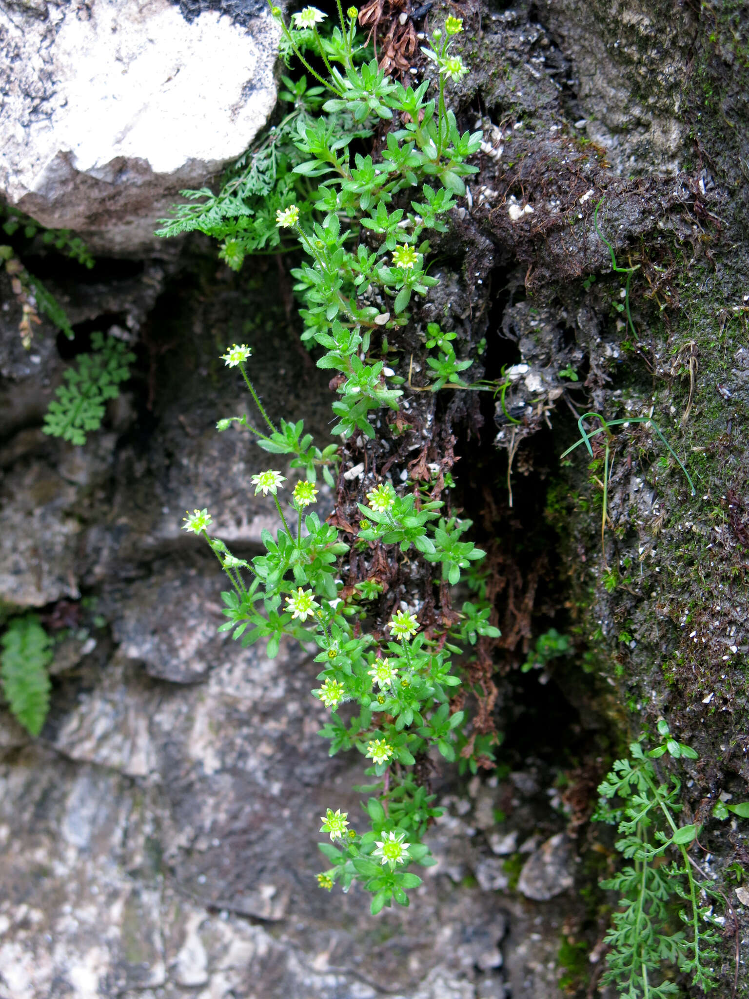 Plancia ëd Saxifraga sedoides L.