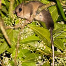 Image of Alstons mouse opossum