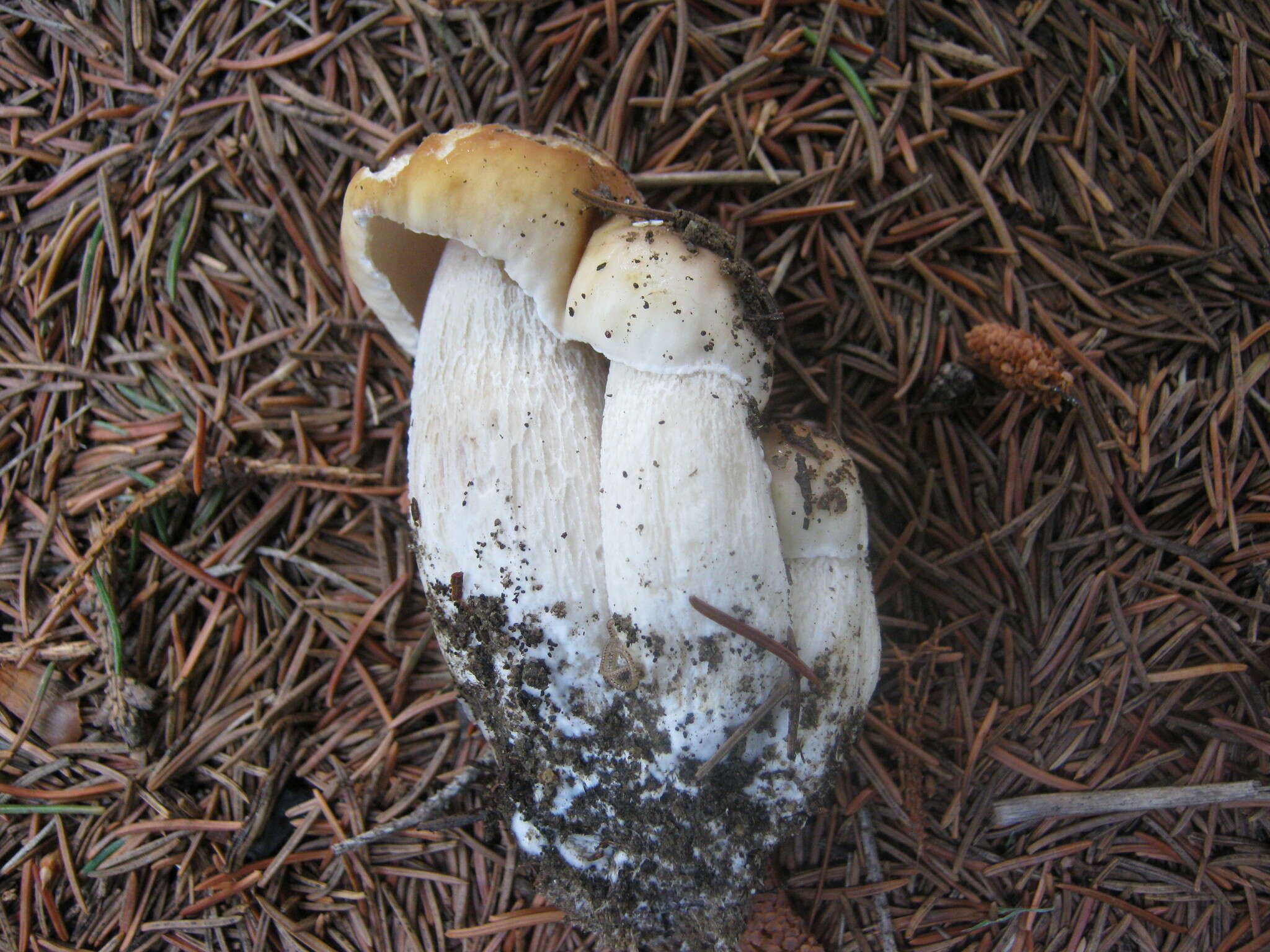 Image of Boletus chippewaensis A. H. Sm. & Thiers 1971