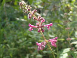 Stachys bullata Benth. resmi