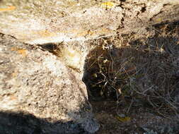 Image of Mammillaria jaliscana subsp. zacatecasensis (Shurly) D. R. Hunt