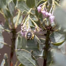 Sivun Habropoda cineraria (Smith 1879) kuva