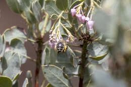 Image of Habropoda cineraria (Smith 1879)