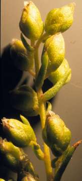 Image of tarragon