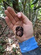 Image of macadamia nut