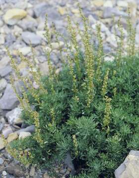 Image of Michaux's wormwood