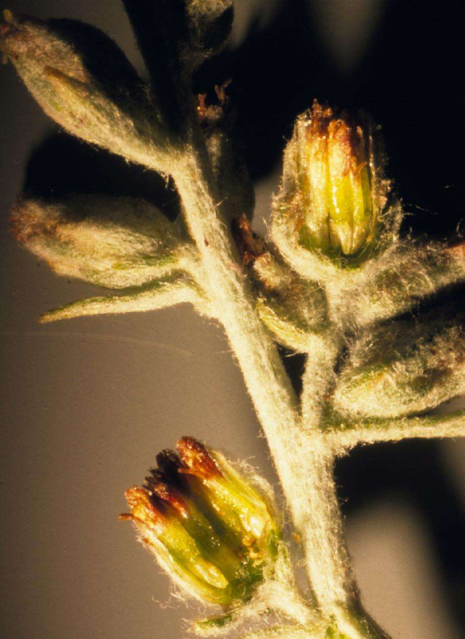 Image of white sagebrush