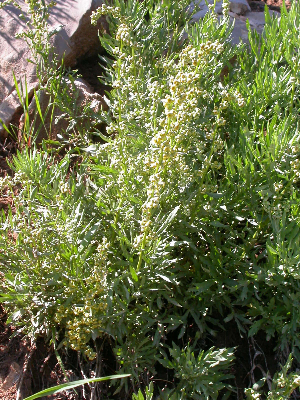 Image of Michaux's wormwood