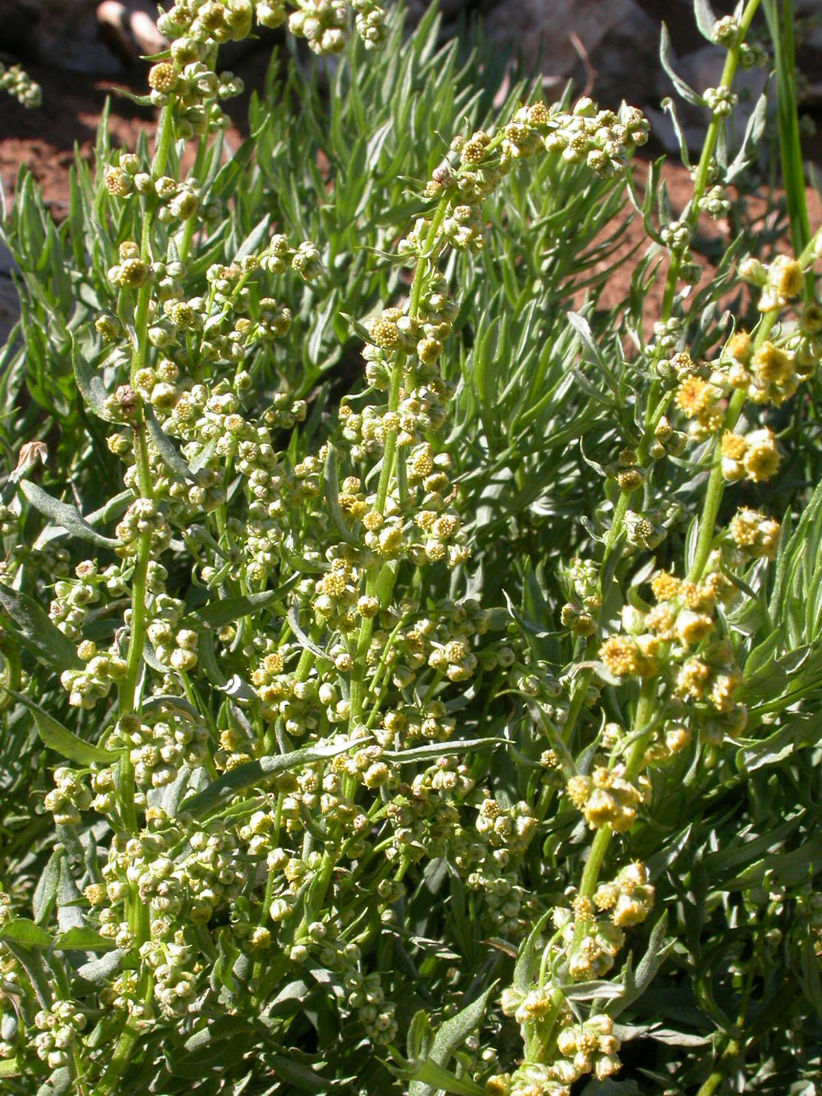 Image of Michaux's wormwood