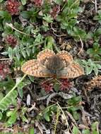 Image of Dingy Fritillary