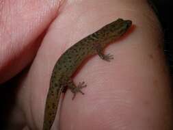 Sphaerodactylus parvus King 1962的圖片