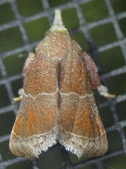 Streptopalpia minusculalis (Möschler 1890) resmi