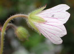 Imagem de Geranium ornithopodon Eckl. & Zeyh.