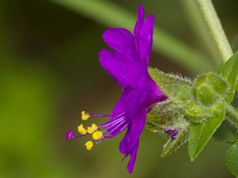 Image of Mirabilis violacea (L.) Heimerl