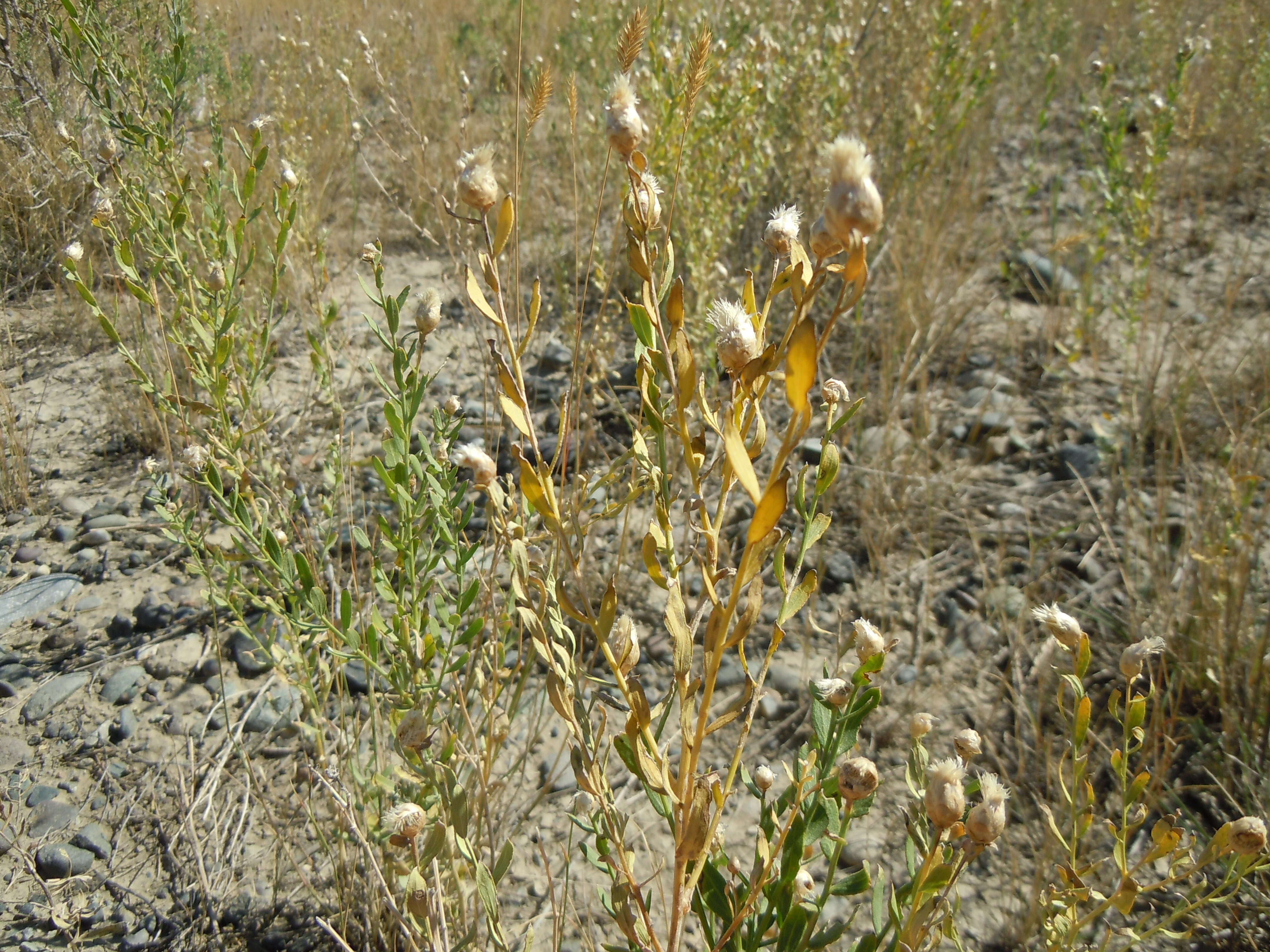 Image of Russian Knapweed