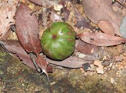 Image of Garcinia oblongifolia Champ. ex Benth.