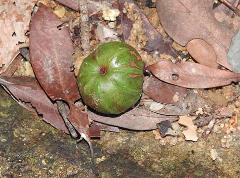 Plancia ëd Garcinia oblongifolia Champ. ex Benth.