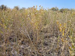 Image of Russian Knapweed