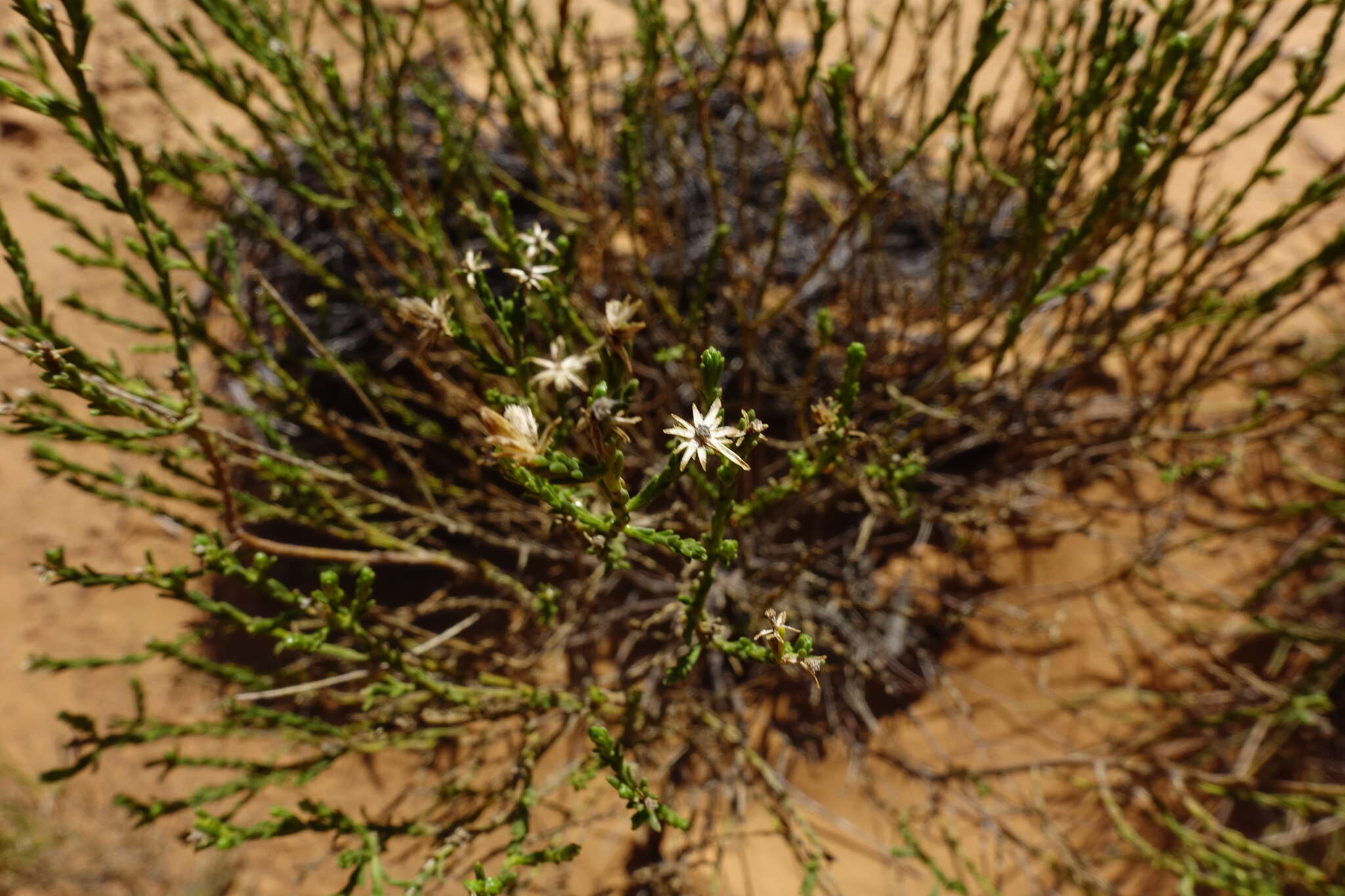 Image of Olearia passerinoides subsp. passerinoides