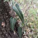 Parsonsia eucalyptophylla F. Müll. resmi