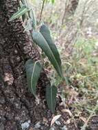 Image of Parsonsia eucalyptophylla F. Müll.