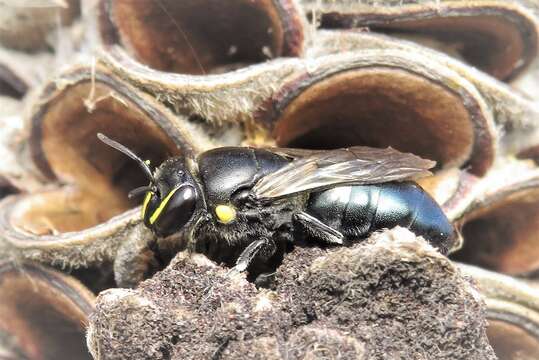 Imagem de Hylaeus alcyoneus (Erichson 1842)