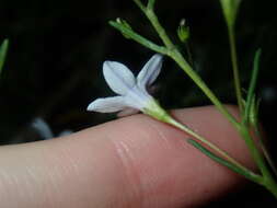 صورة Cyphanthera racemosa (F. Müll.) L. Haegi