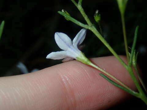 Image of Cyphanthera racemosa (F. Müll.) L. Haegi