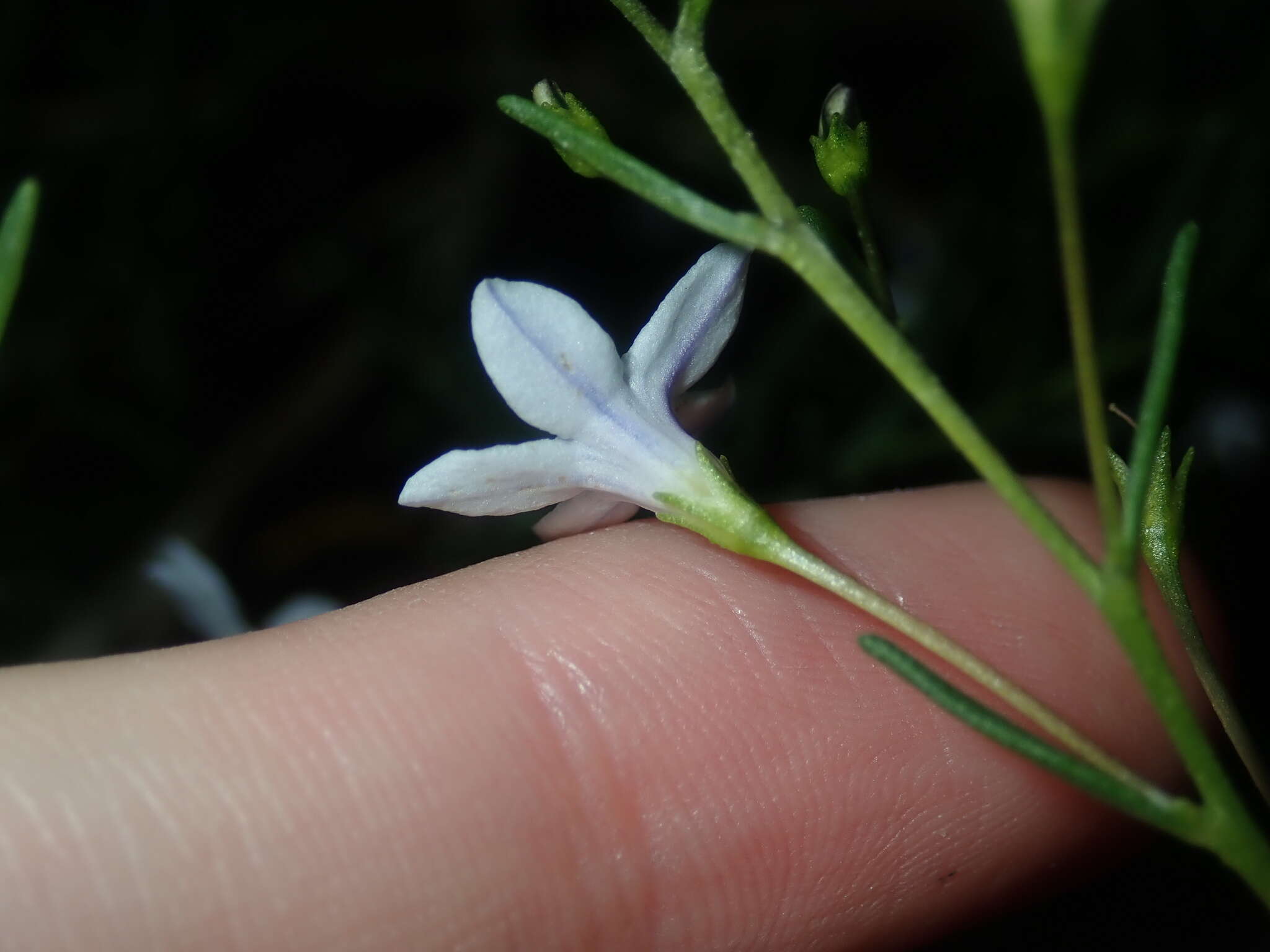 Plancia ëd Cyphanthera racemosa (F. Müll.) L. Haegi