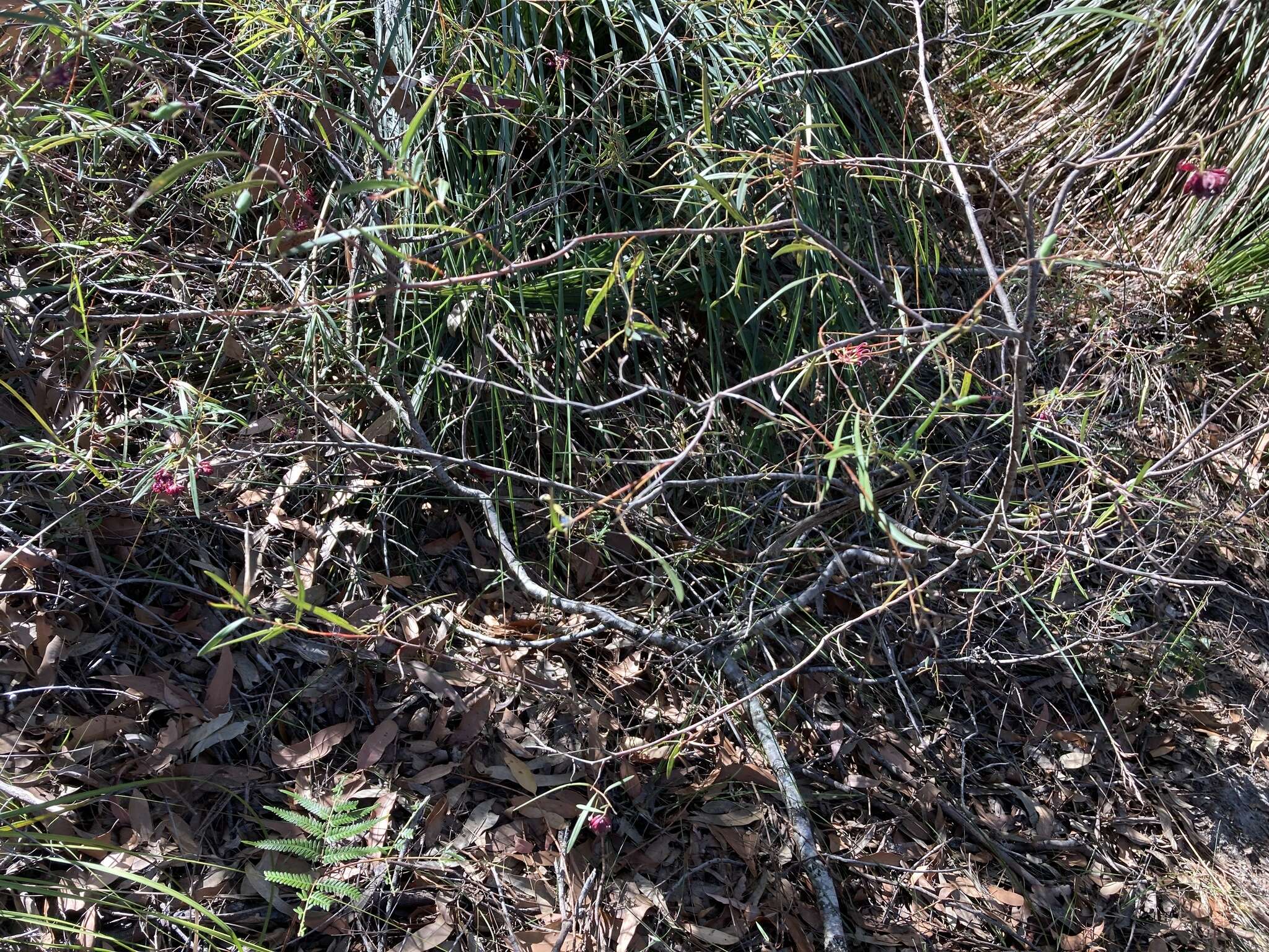 Image of Grevillea diffusa Sieber ex Meissn.