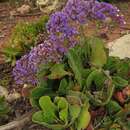 Image of Limonium bourgeaui (Webb) O. Kuntze