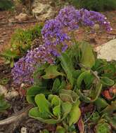 Image of Limonium bourgeaui (Webb) O. Kuntze