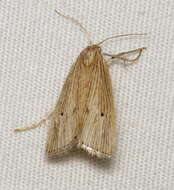 Image of <i>Xubida panalope</i>