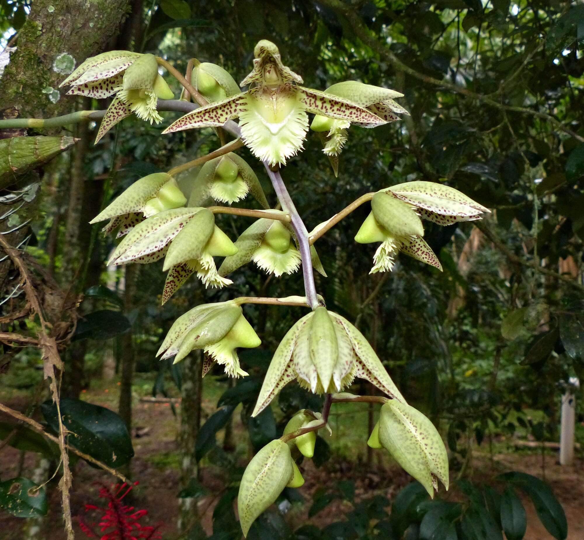 Image of Catasetum fimbriatum (C. Morren) Lindl.